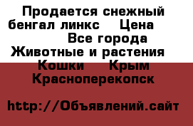 Продается снежный бенгал(линкс) › Цена ­ 25 000 - Все города Животные и растения » Кошки   . Крым,Красноперекопск